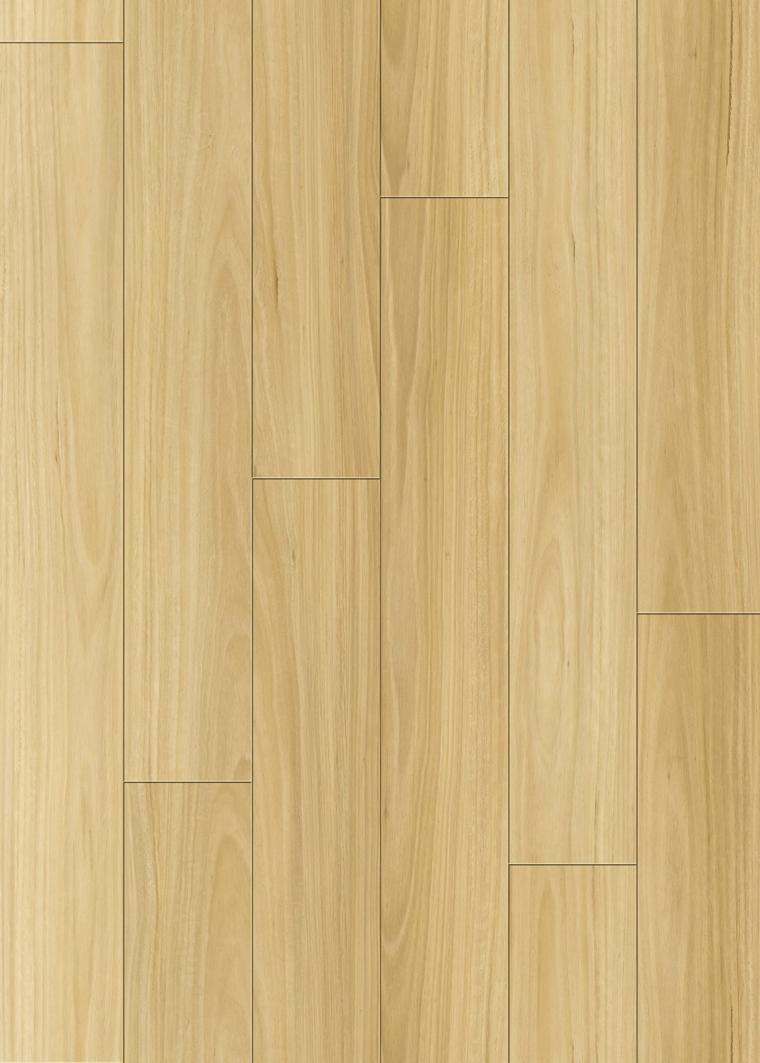 Blackbutt