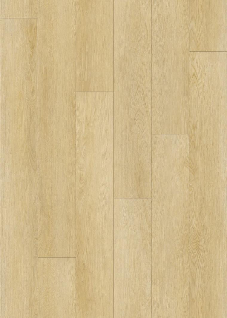 Desert Oak