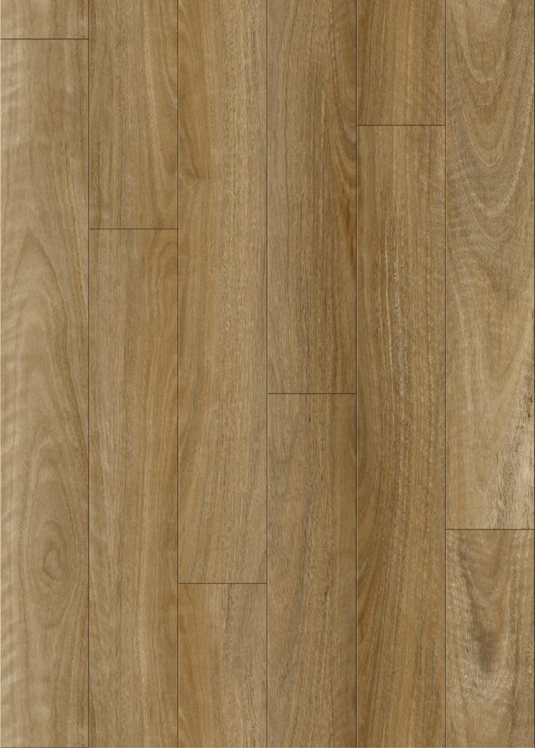 Spotted Gum